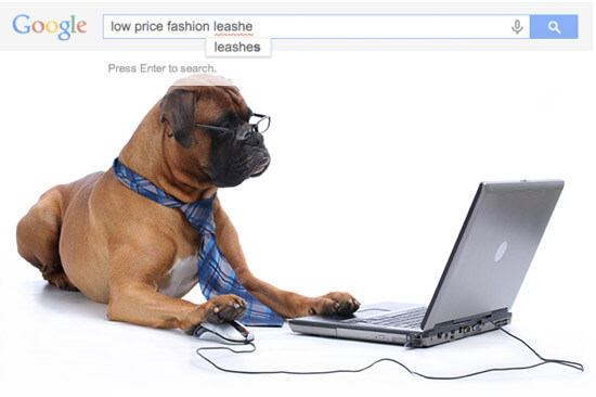 dog with laptop computer, operating search engine - SlyFox Web Design and Marketing