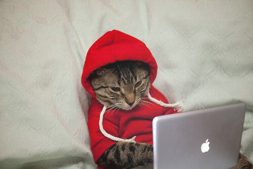 cat blogging - SlyFox Web Design and Marketing