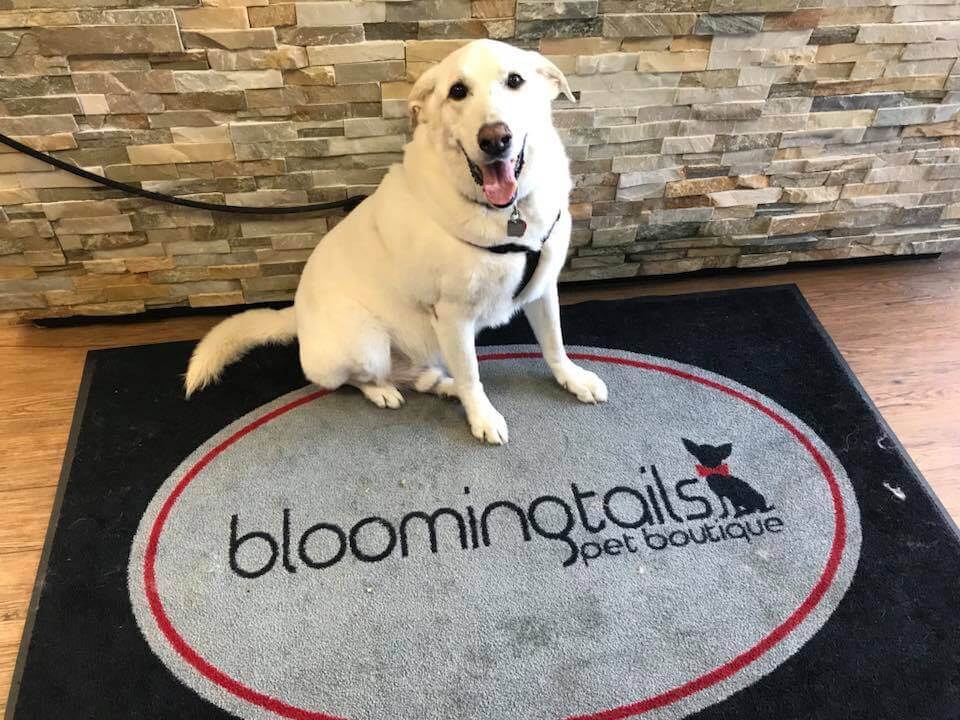 bloomingtails dog salon